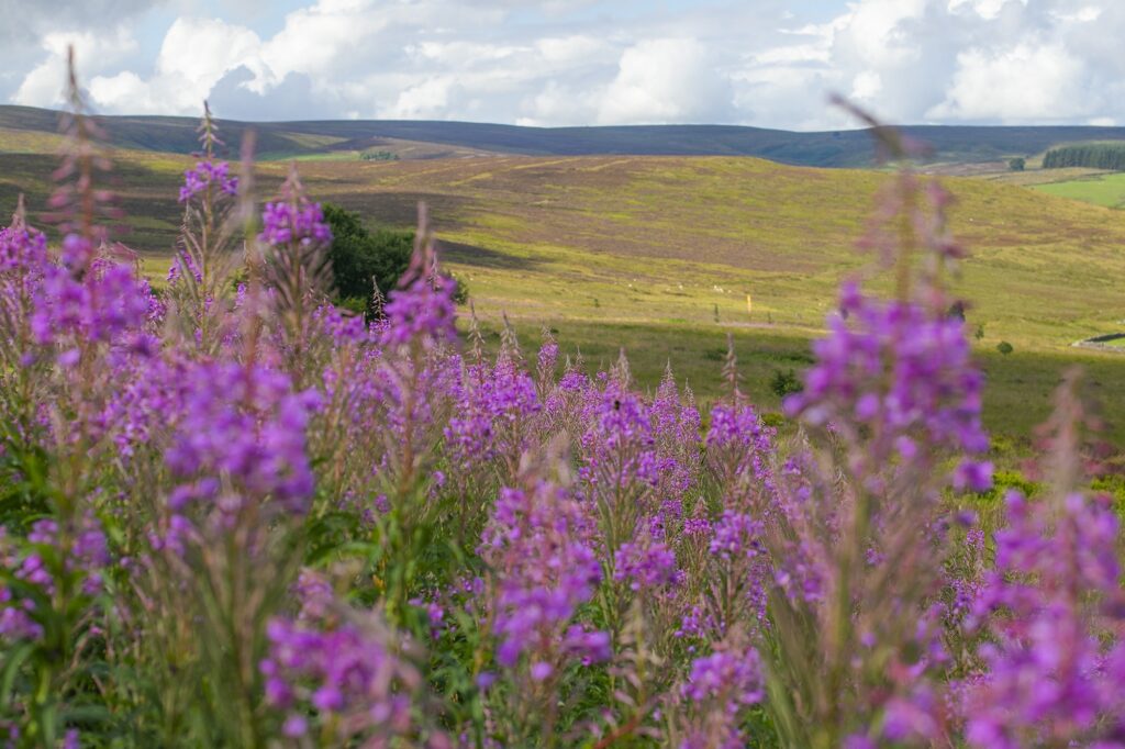 haworth moors west yorkshire photographer bronte country