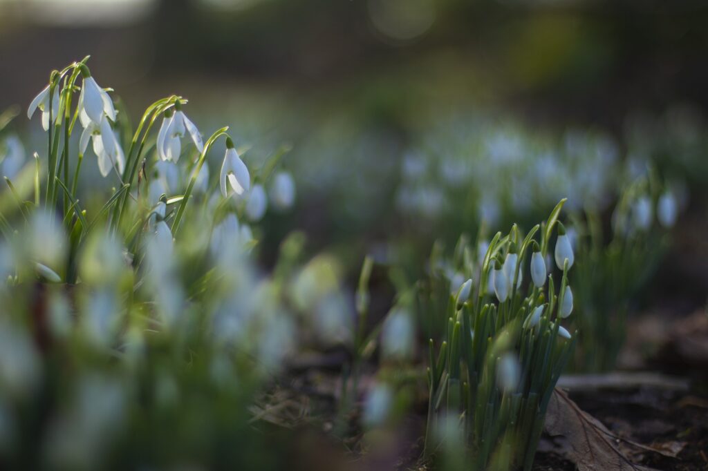 keighley west yorkshire floral photographer