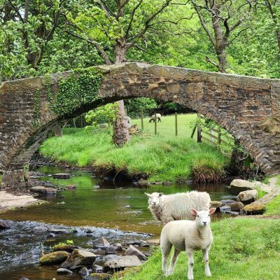 bronte country sheep west yorkshire haworth